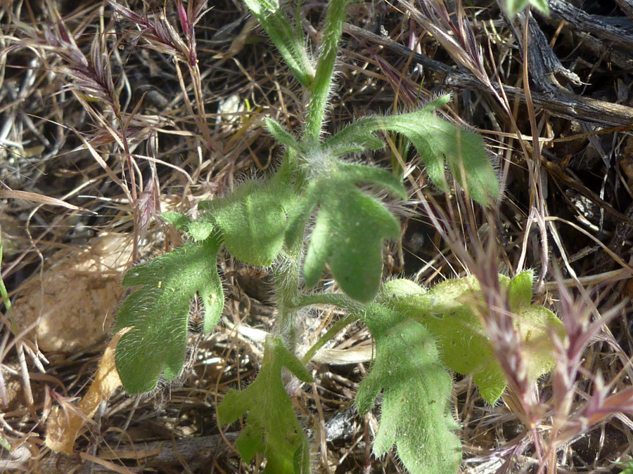 Stem and leaves