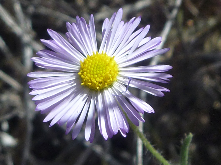 Narrow ray florets