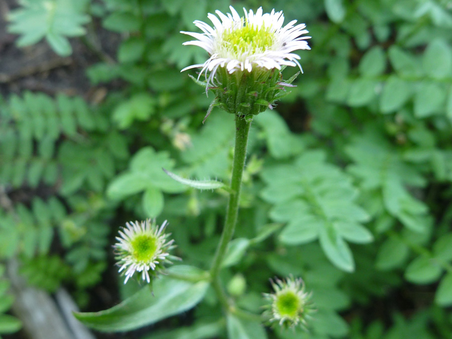 Flowerhead