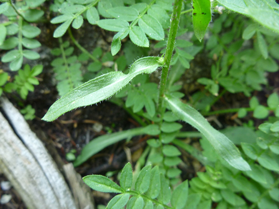 Hairy leaves