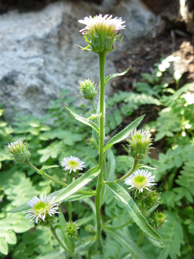 Stem and leaves