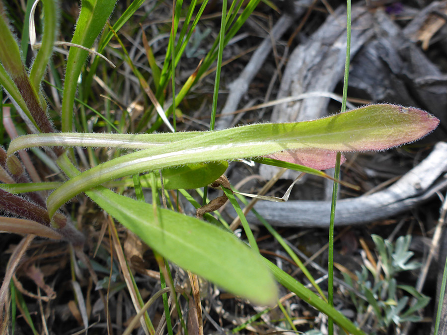 Basal leaves