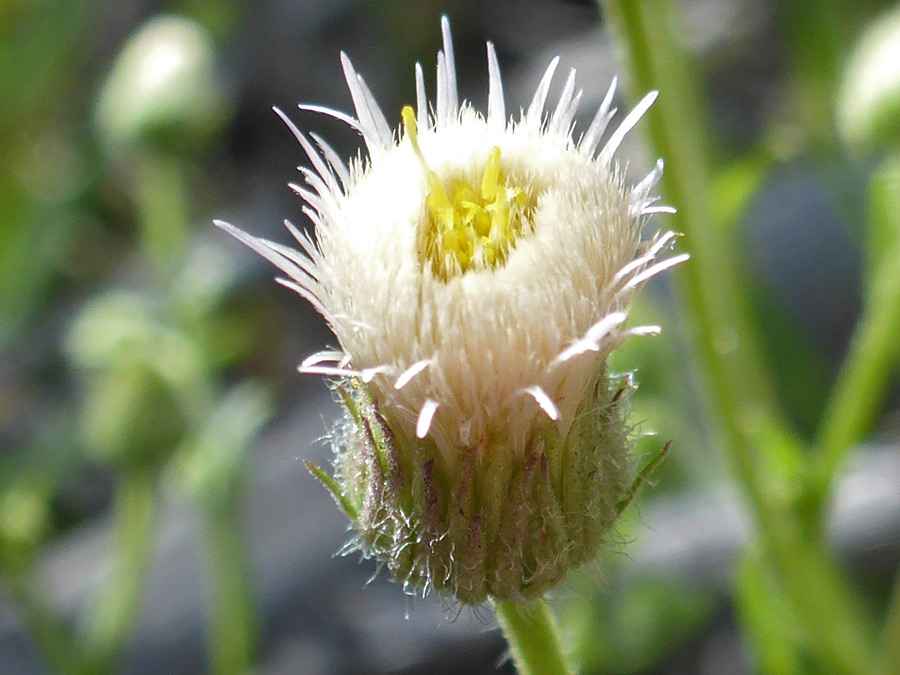 Florets and bristles