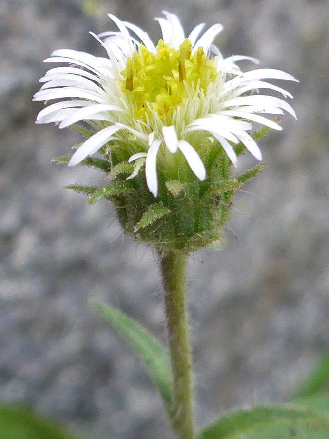 White and yellow florets