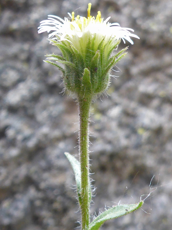 Green phyllaries