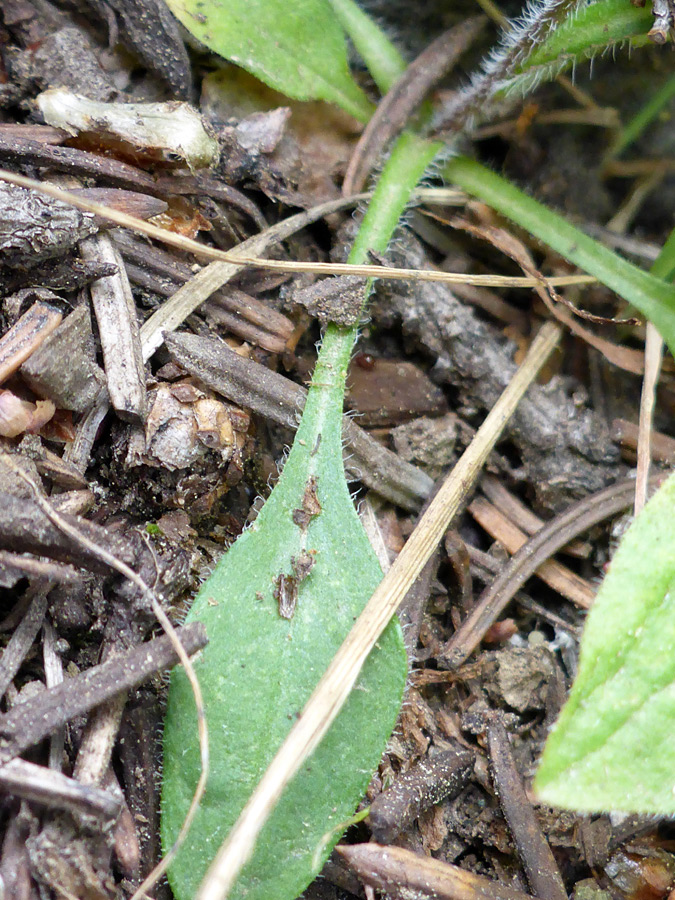 Spatulate leaf