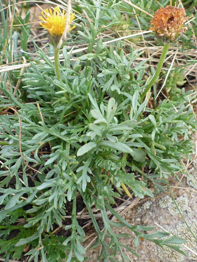 Lobed leaves