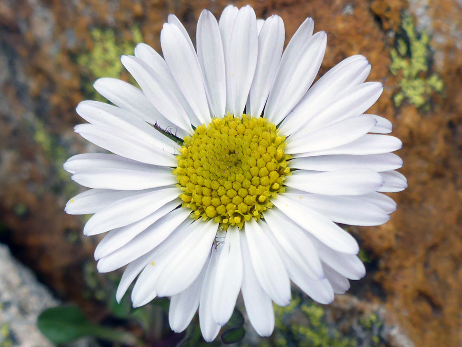 White flowerhead