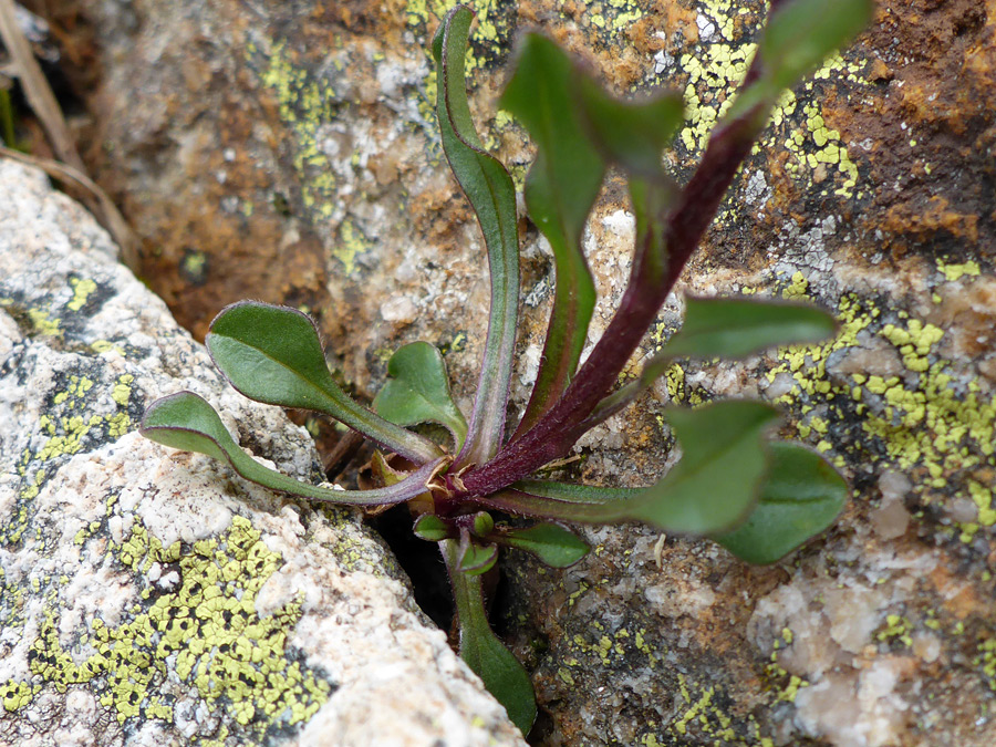 Stem and leaves