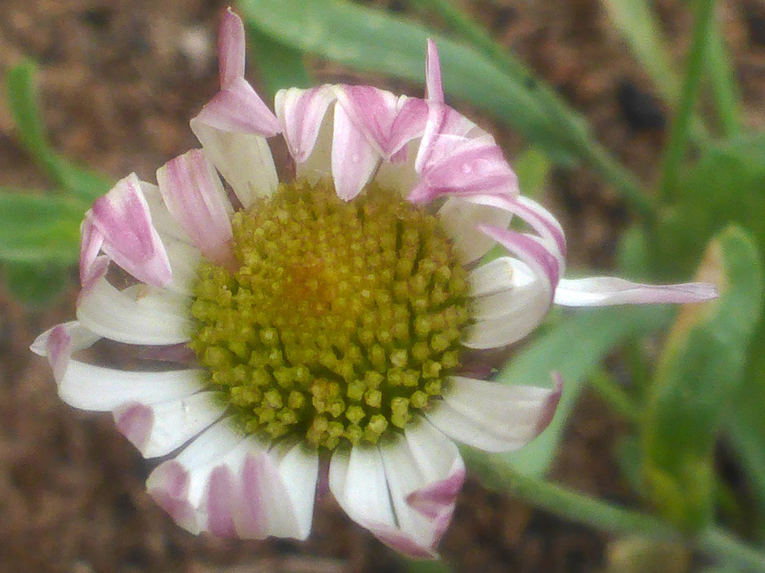 Pinkish white ray florets