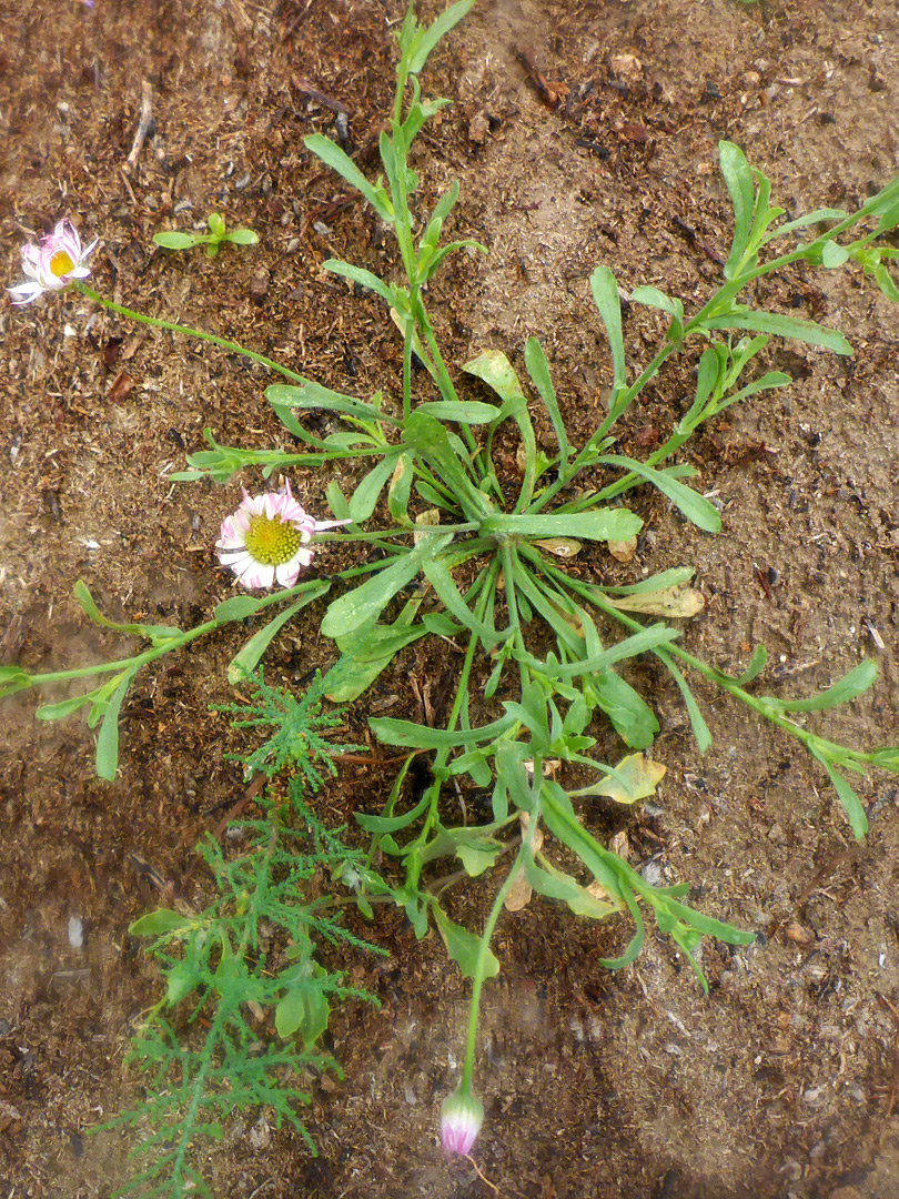 Plant in situ