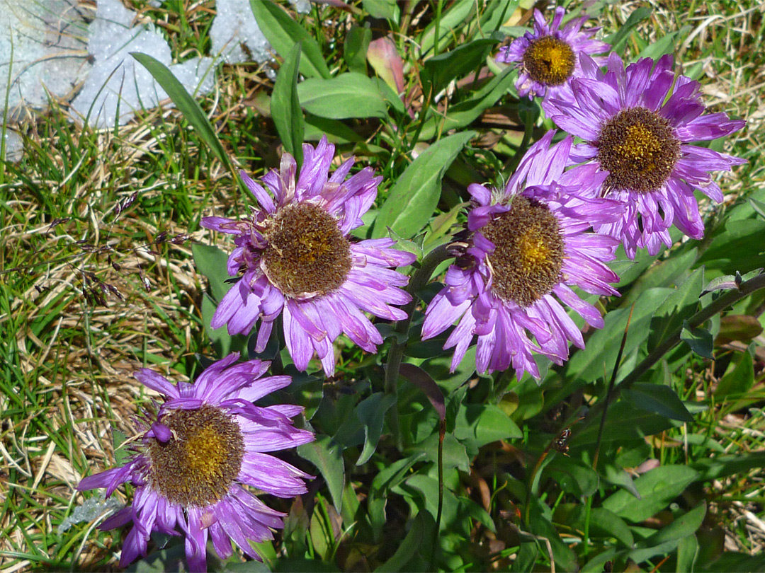 Erigeron glacialis