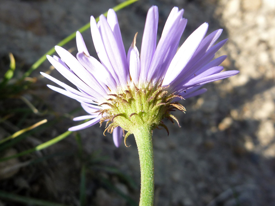 Protruding phyllaries