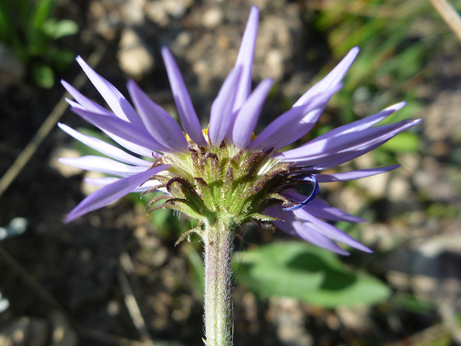 Light purple rays