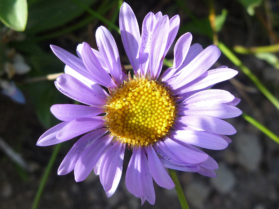 Yellow/purple flowerhead