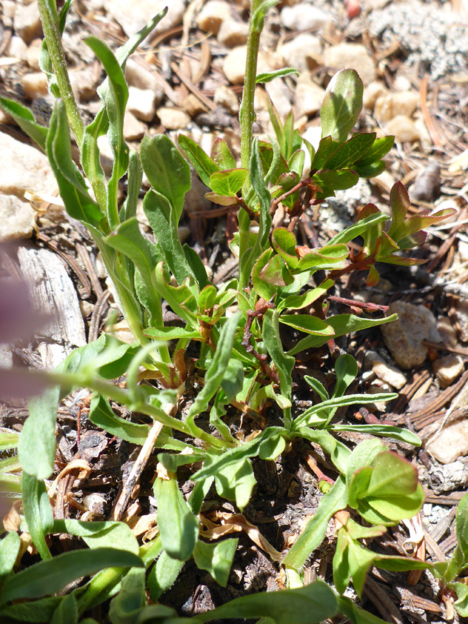 Stems and leaves