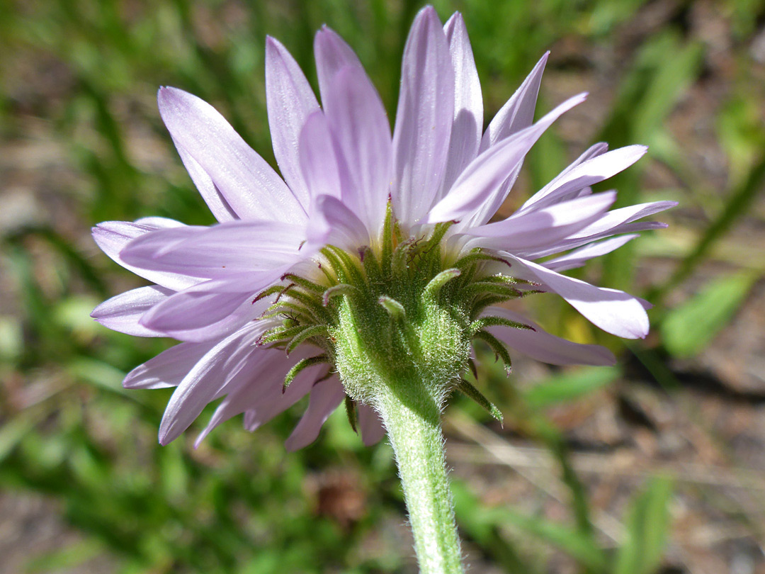 Green phyllaries and purplish ray florets