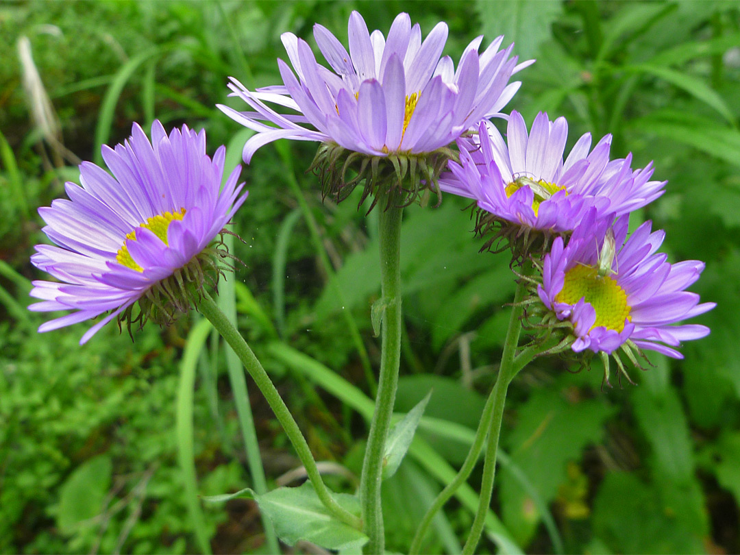 Erigeron Peregrinus