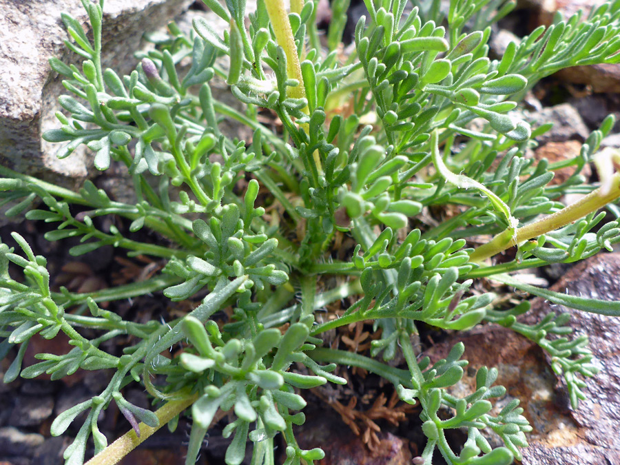 Basal leaves