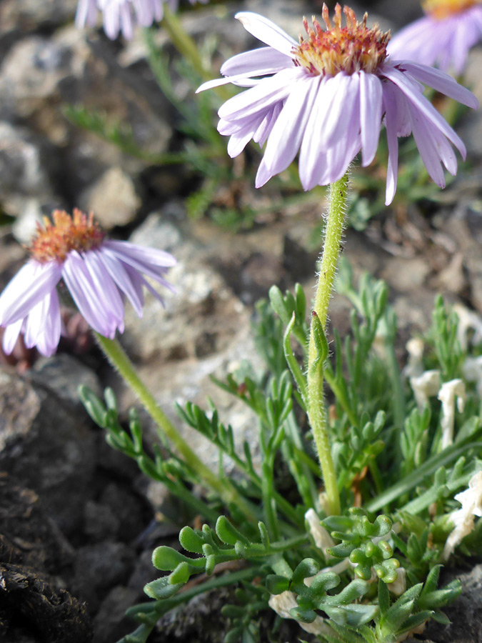 Hairy stem