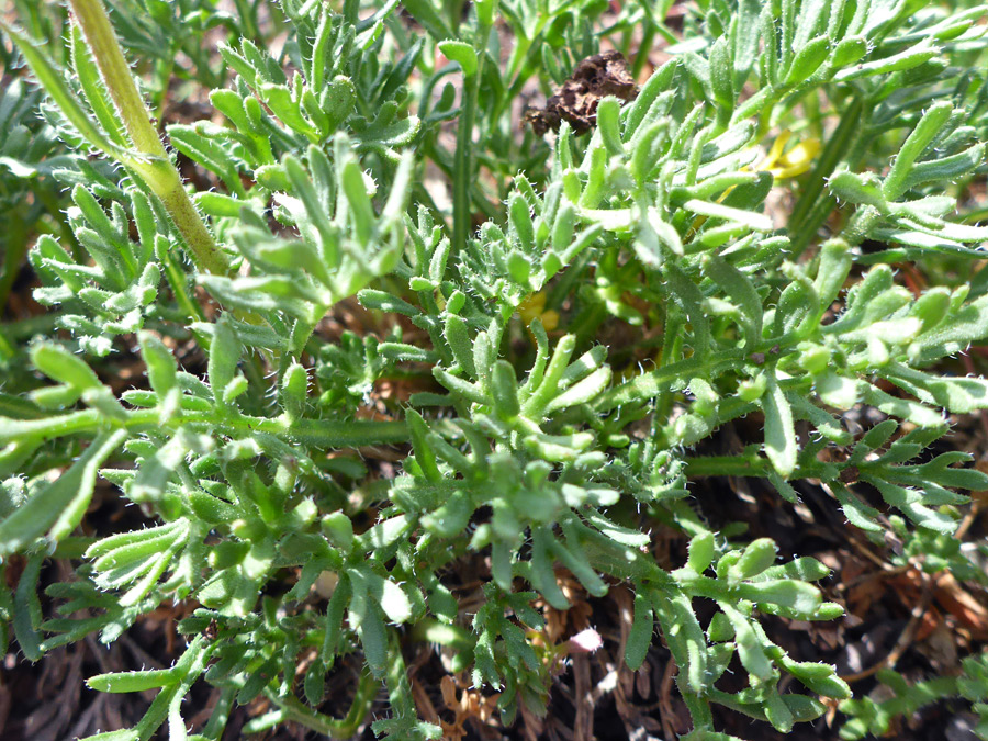 Pinnatifid leaves