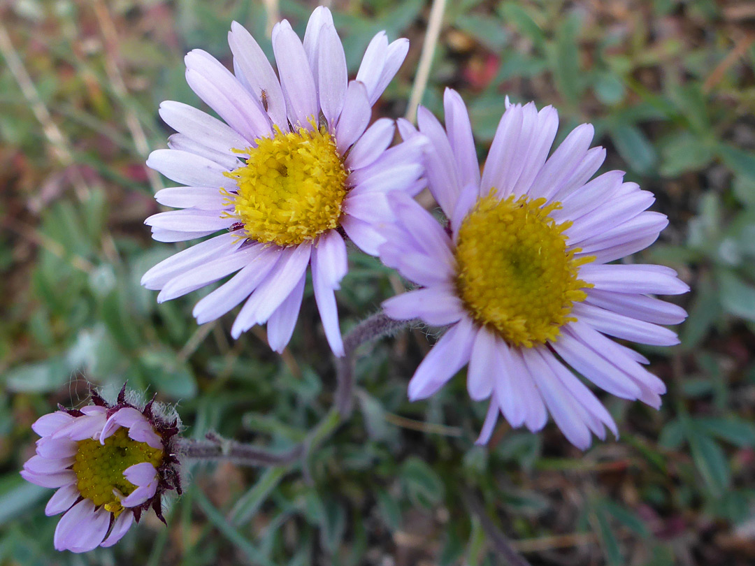 Three flowerheads