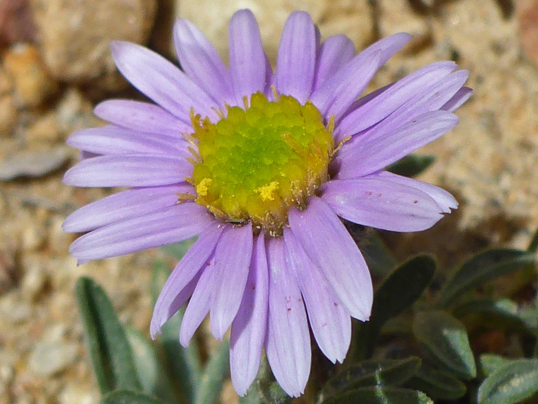 Purple ray florets and greenish disc florets