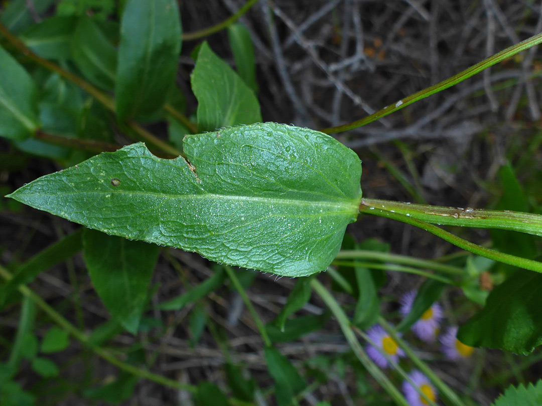 Lanceolate leaf