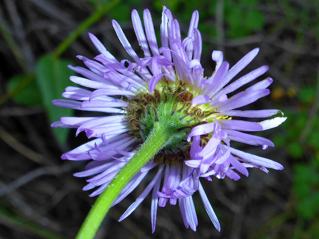 Recurved, brownish phyllaries