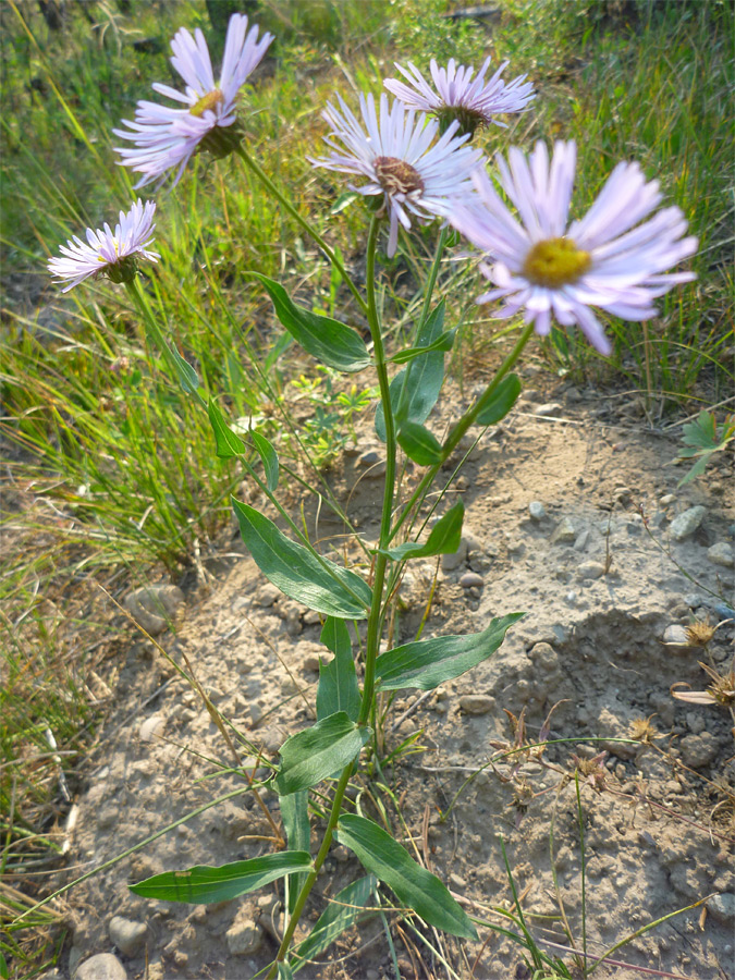 Stem and leaves