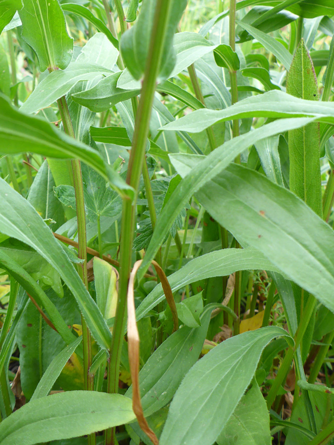 Lower stem leaves