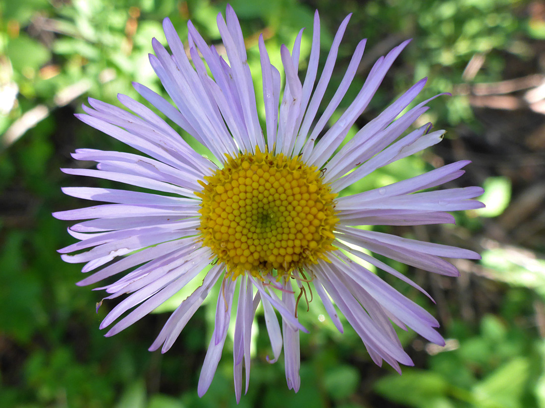 Narrow ray florets