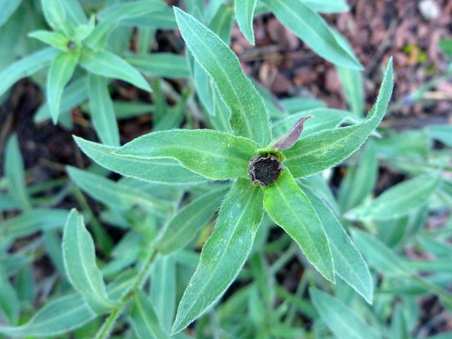 Leaves