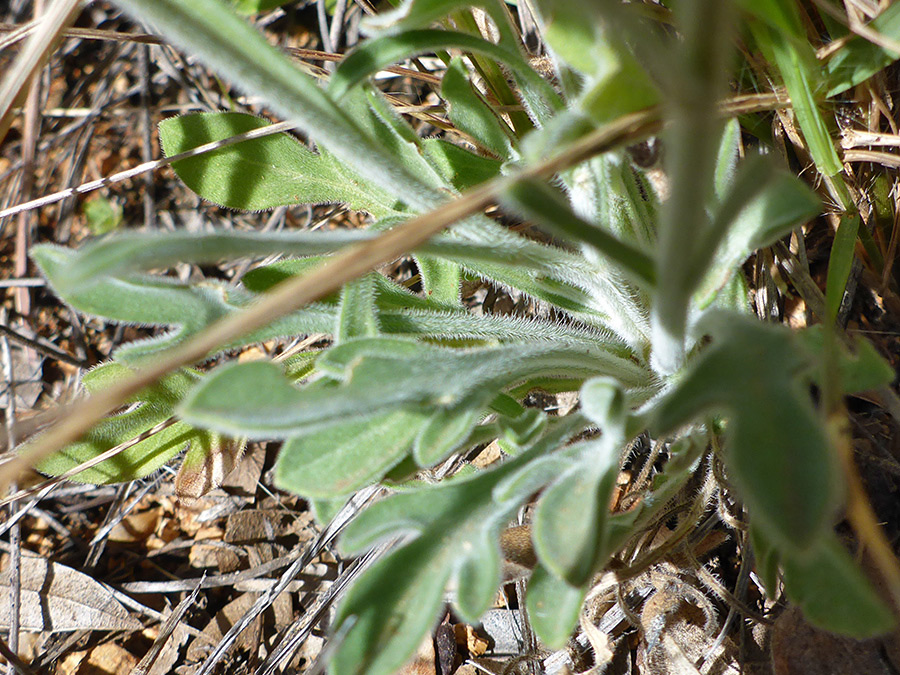 Lobed basal leaves