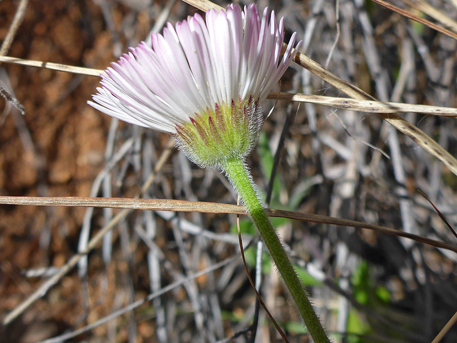 Hairy phyllaries