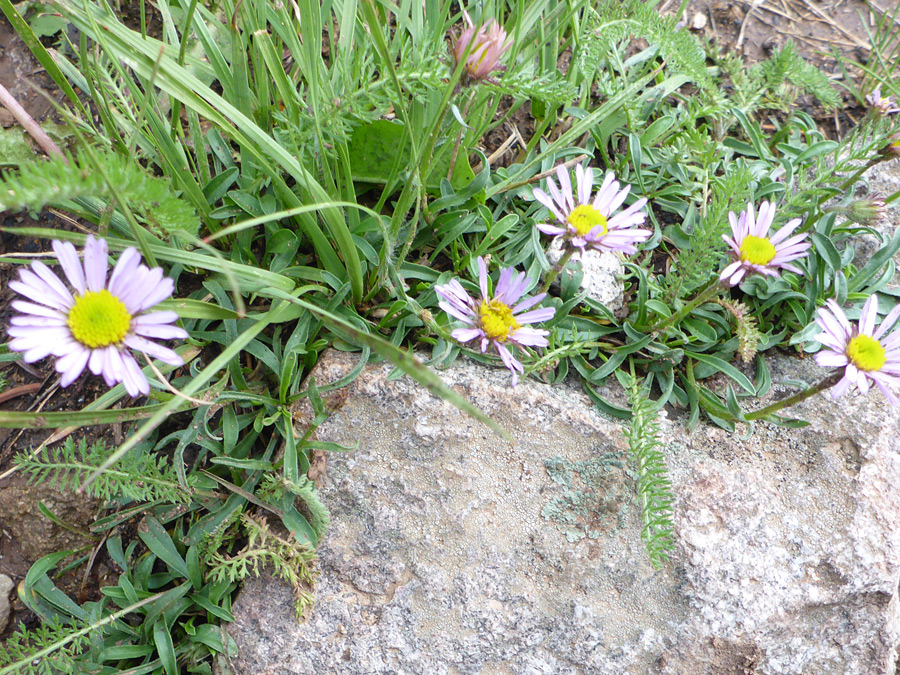 Leaves and flowerheads