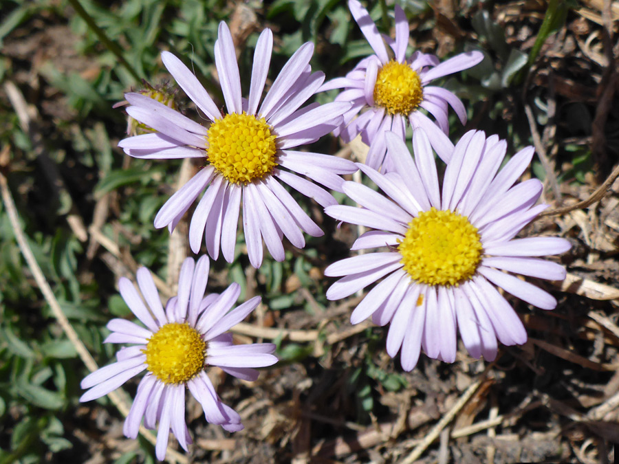 Four flowerheads