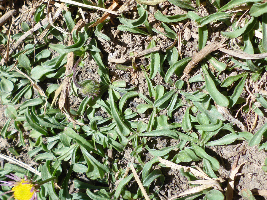 Oblanceolate leaves