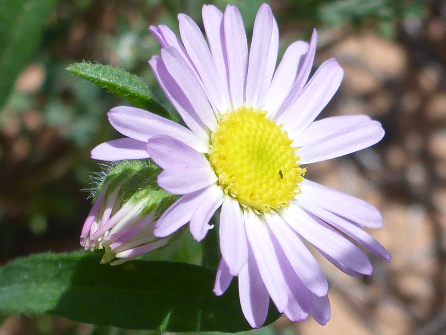 Flowerhead and bud