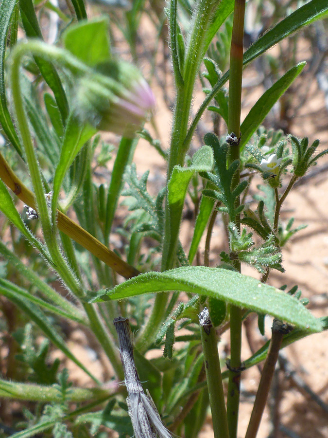 Stems and leaves