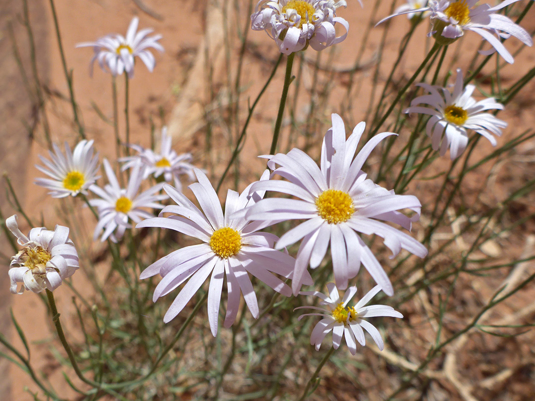 Pale pink ray florets