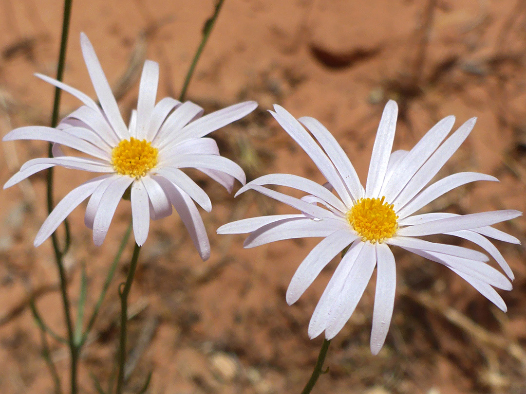 Two flowerheads