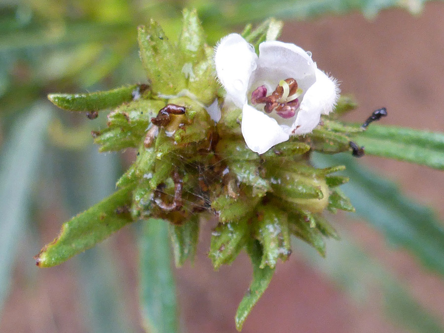 Flower and bracts