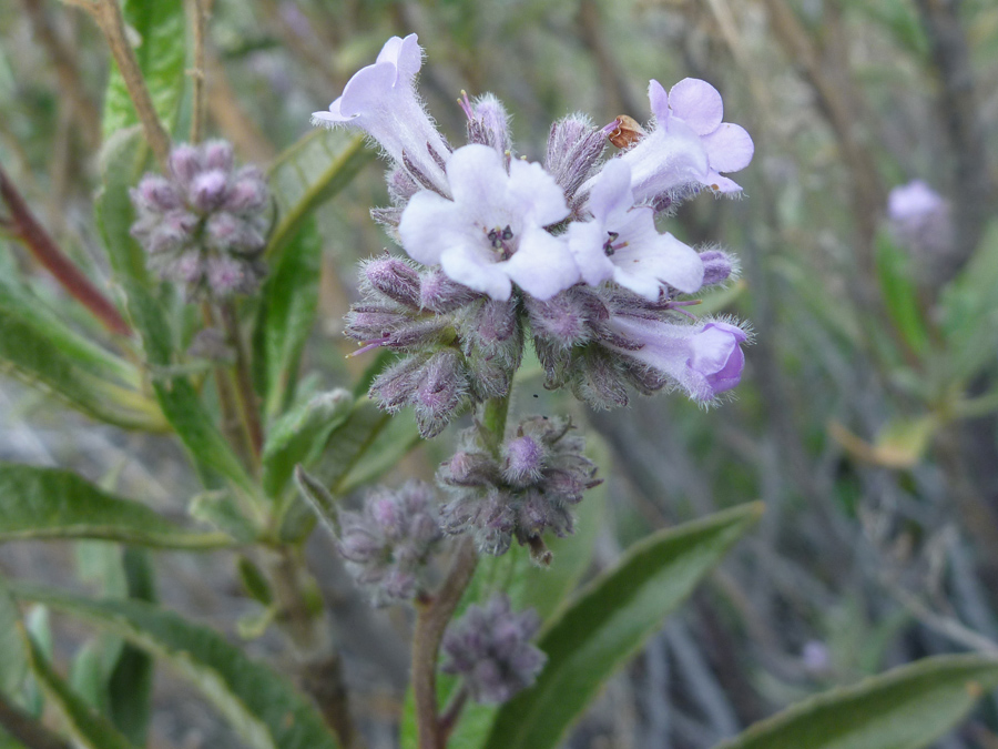 Flowers and calyces