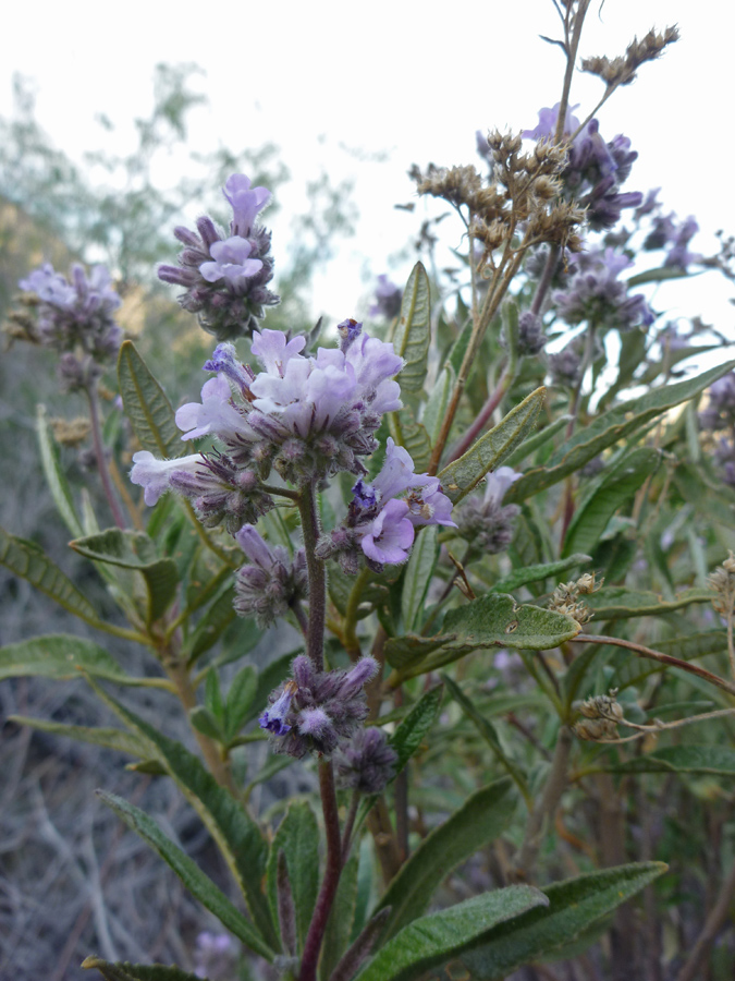 Stems and leaves