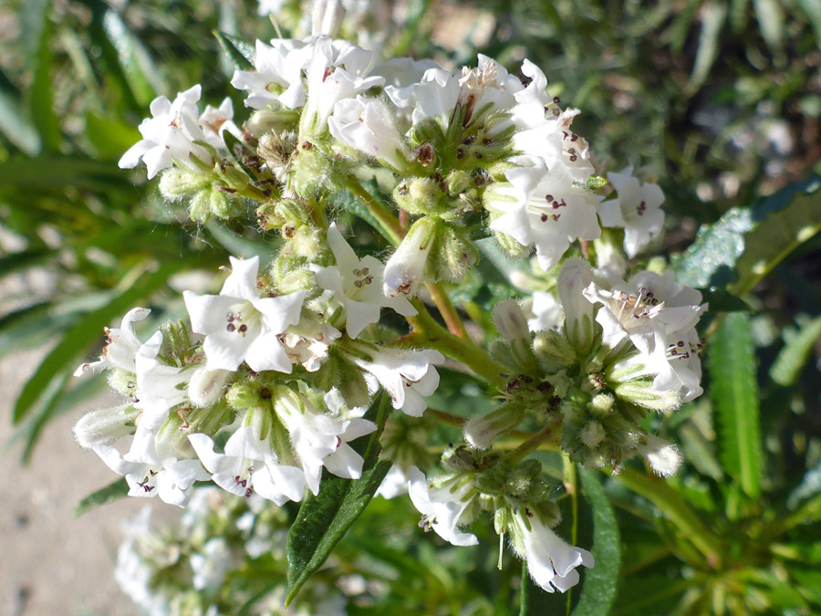 Many flowers