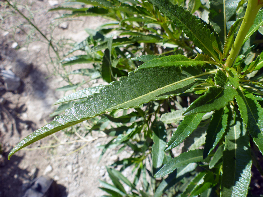 Toothed leaves