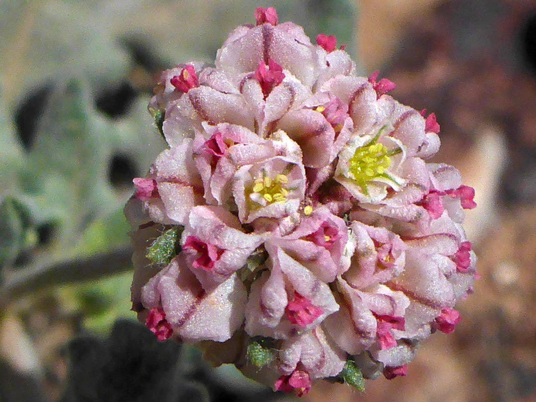 Compact inflorescence