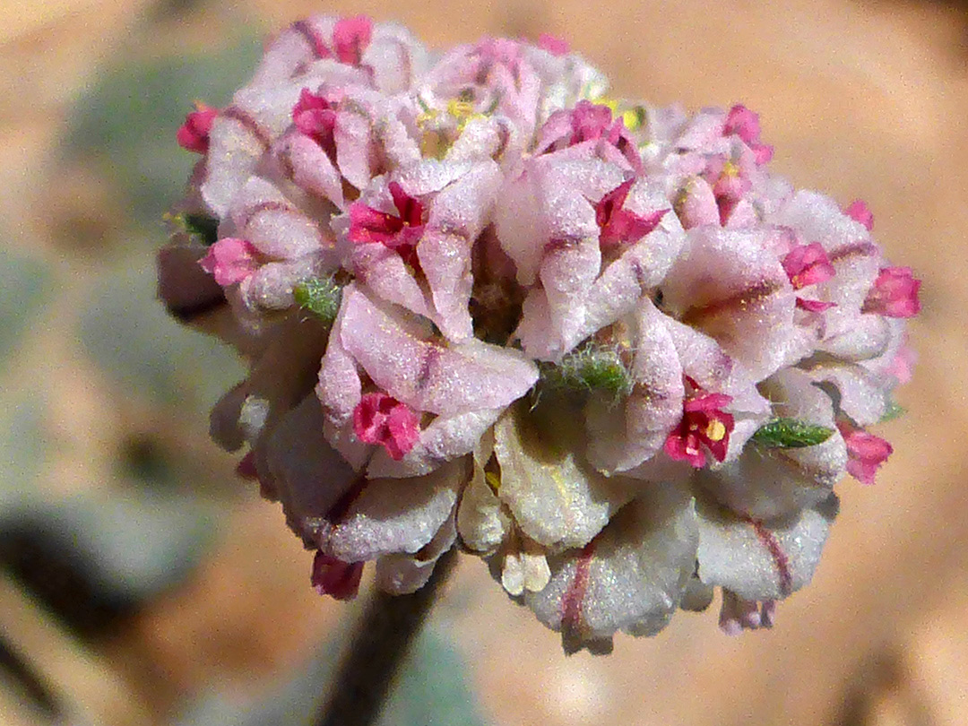 Pinkish white flowers
