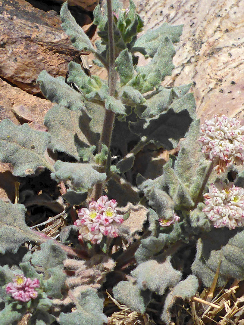 Greenish-gray leaves